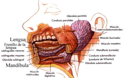 CUERPO HUMANO: DIBUJOS DE LA BOCA Y SUS PARTES CUERPO HUMANO: DIBUJOS DE LA BOCA Y SUS PARTES