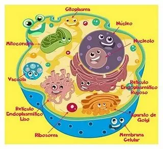 CUERPO HUMANO: DIBUJOS DE LA CELULA ANIMAL Y SUS PARTES