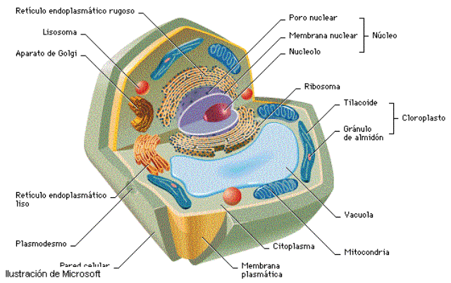 CUERPO HUMANO: DIBUJOS DE LA CELULA ANIMAL Y SUS PARTES