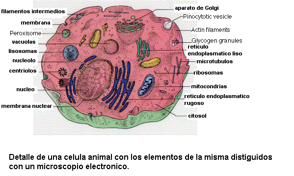 CUERPO HUMANO: DIBUJOS DE LA CELULA ANIMAL Y SUS PARTES