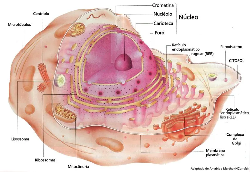 CUERPO HUMANO: DIBUJOS DE LA CELULA ANIMAL Y SUS PARTES