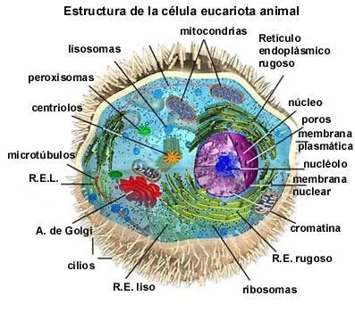 CUERPO HUMANO: DIBUJOS DE LA CELULA ANIMAL Y SUS PARTES CUERPO HUMANO: DIBUJOS DE LA CELULA ANIMAL Y SUS PARTES