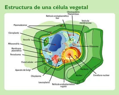CUERPO HUMANO: DIBUJOS DE LA CELULA VEGETAL Y SUS PARTES CUERPO HUMANO: DIBUJOS DE LA CELULA VEGETAL Y SUS PARTES
