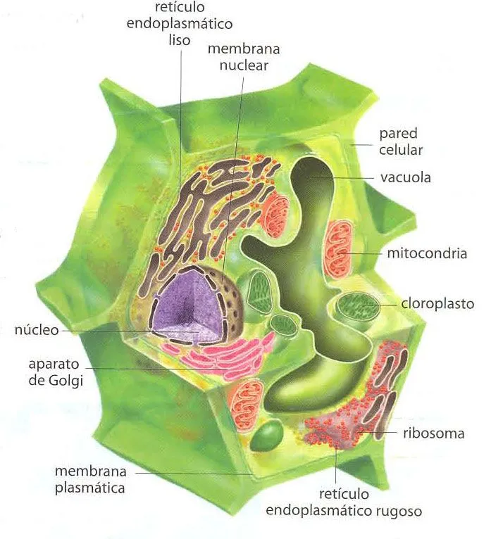 CUERPO HUMANO: DIBUJOS DE LA CELULA VEGETAL Y SUS PARTES