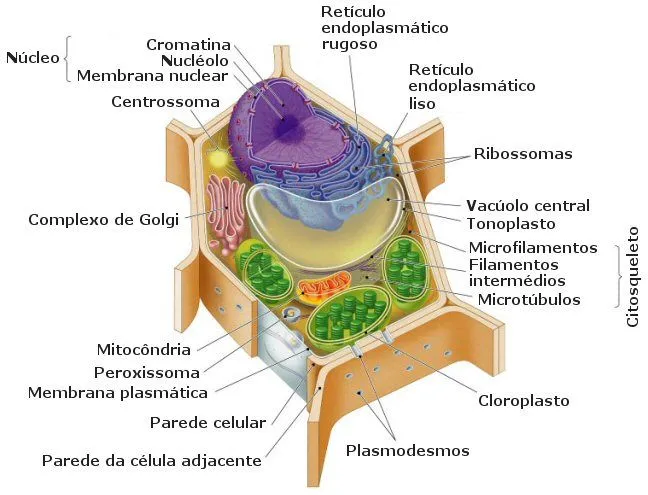CUERPO HUMANO: DIBUJOS DE LA CELULA VEGETAL Y SUS PARTES