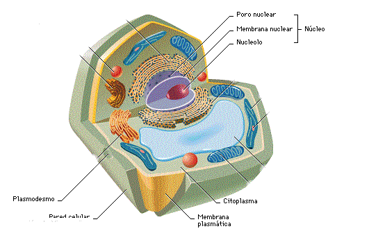 CUERPO HUMANO: DIBUJOS DE LA CELULA VEGETAL Y SUS PARTES