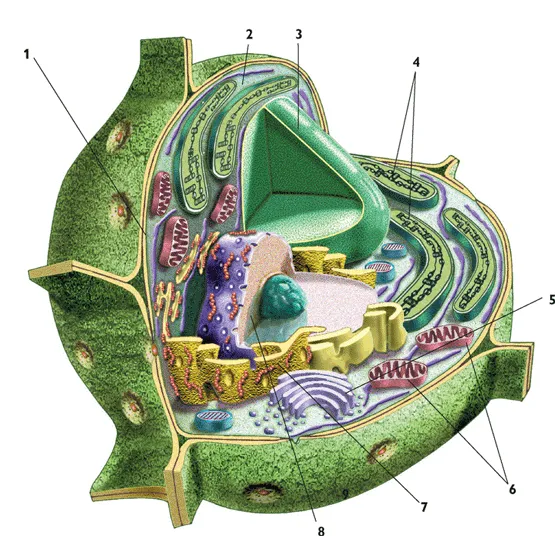 CUERPO HUMANO: DIBUJOS DE LA CELULA VEGETAL Y SUS PARTES