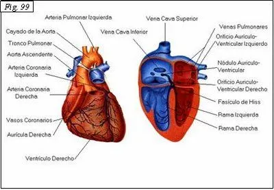 CUERPO HUMANO: DIBUJOS DEL CORAZON