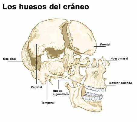 CUERPO HUMANO: DIBUJOS DE LOS HUESOS DEL CRANEO