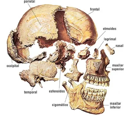 CUERPO HUMANO: DIBUJOS DE LOS HUESOS DEL CRANEO Y SUS PARTES