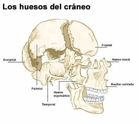 CUERPO HUMANO: DIBUJOS DE LOS HUESOS DEL CRANEO Y SUS PARTES