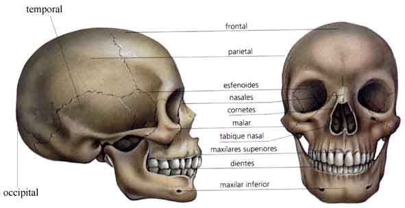 CUERPO HUMANO: DIBUJOS DE LOS HUESOS DEL CRANEO Y SUS PARTES