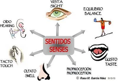 CUERPO HUMANO: DIBUJOS DE LOS SENTIDOS