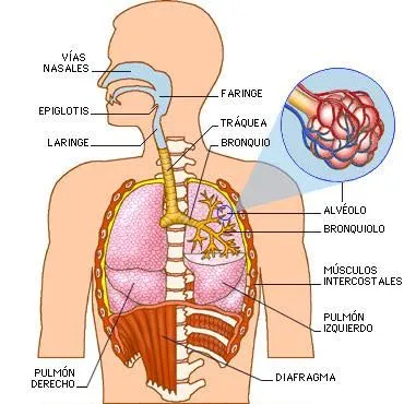 CUERPO HUMANO: DIBUJOS DEL SISTEMA RESPIRATORIO
