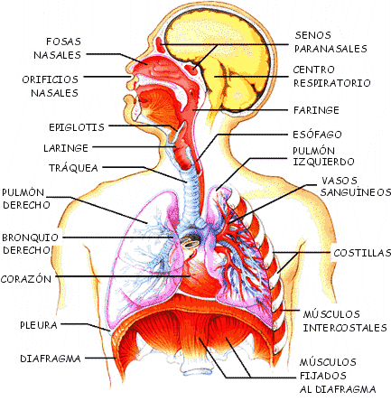 CUERPO HUMANO: abril 2009