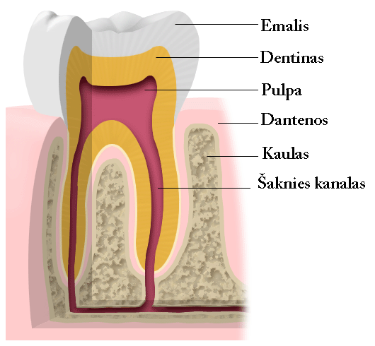 CUERPO HUMANO: DIBUJO DEL DIENTE Y SUS PARTES