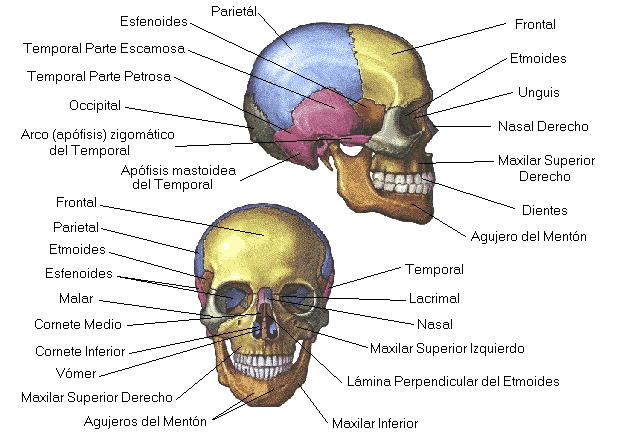 El cuerpo humano.: Esqueleto Apendicular y Axial.