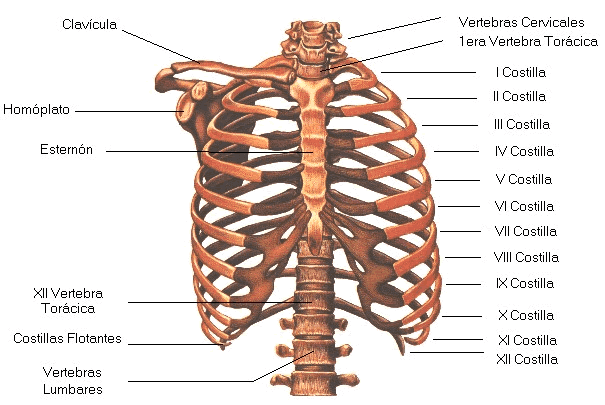 El cuerpo humano.: Esqueleto Apendicular y Axial.