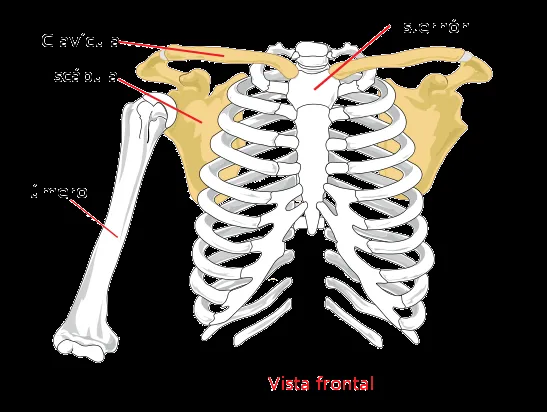 El cuerpo humano.: Esqueleto Apendicular y Axial. El cuerpo humano.: Esqueleto Apendicular y Axial.