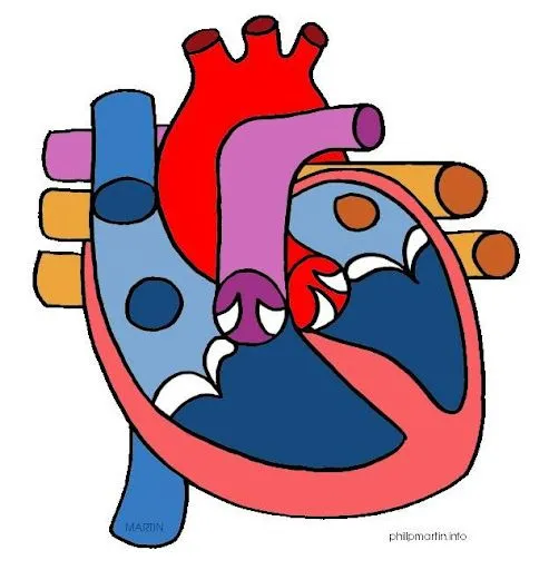 cuerpo humano: ESQUEMA CORAZON HUMANO