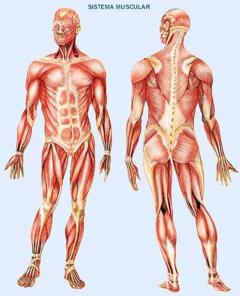 EL CUERPO HUMANO | ESTUDIANDO-ANDO