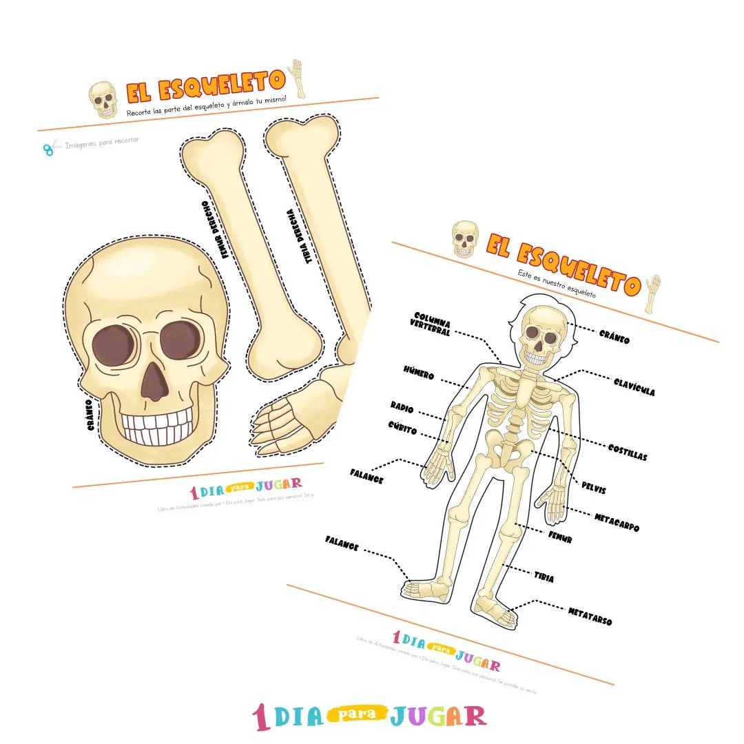 El Cuerpo Humano Imprimibles