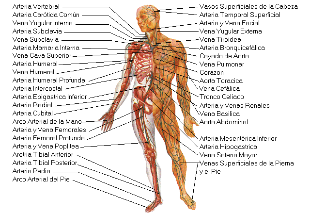 biologia:el cuerpo humano por maria fernanda hernandez escobar: el ... biologia:el cuerpo humano por maria fernanda hernandez escobar: el ...