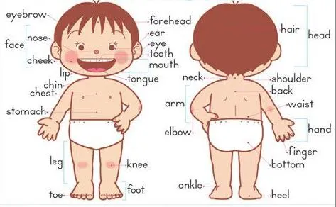 El cuerpo humano en ingles | Para los peques de la casa. El cuerpo humano en ingles | Para los peques de la casa.