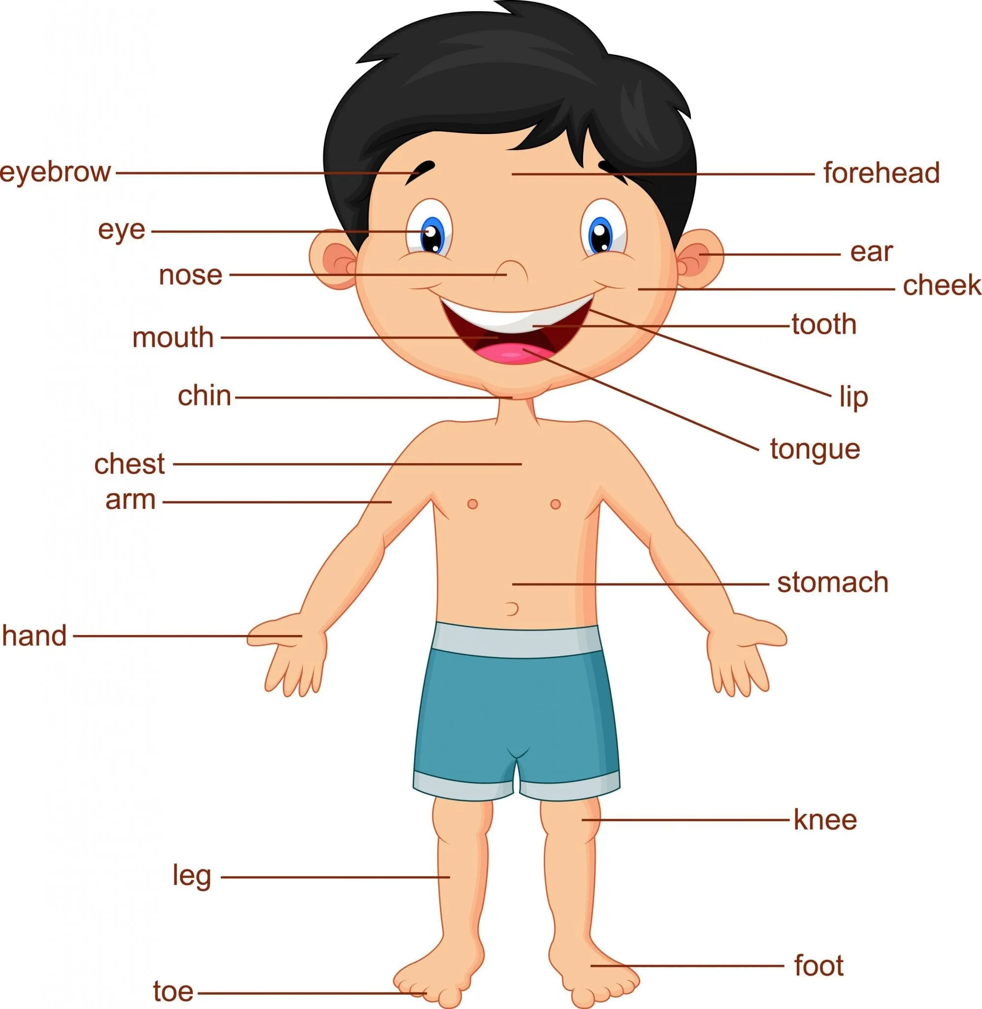 El Cuerpo Humano en Inglés - Vocabulario (Guía Estudio 2020) El Cuerpo Humano en Inglés - Vocabulario (Guía Estudio 2020)