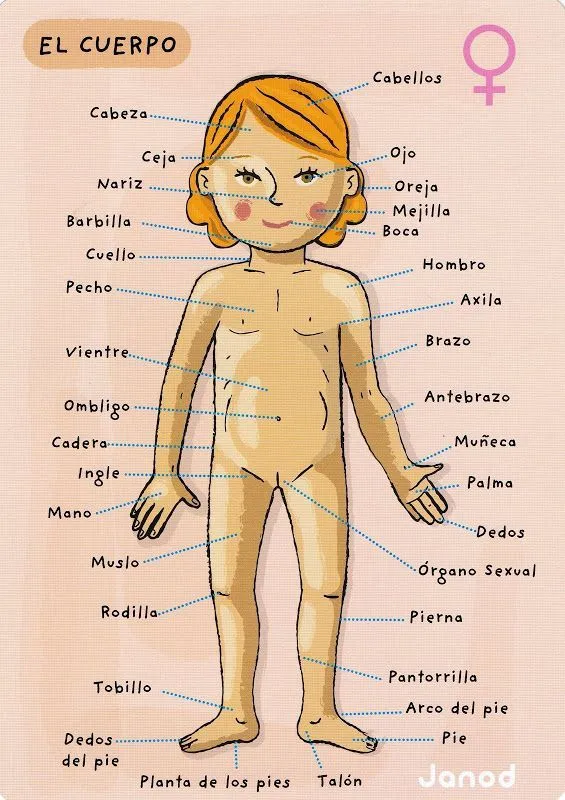 El cuerpo humano – EL LIRISMO DEL ALFABETO