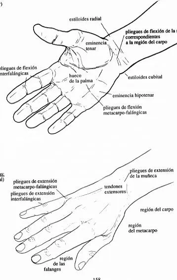 CUERPO HUMANO: LA MANO