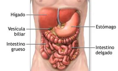 El Cuerpo Humano - Monografias.com