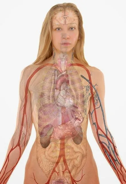 El cuerpo humano femenino | Imagenes Sin Copyright