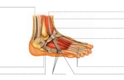 TODO SOBRE EL CUERPO HUMANO: MÚSCULOS PARA COMPLETAR
