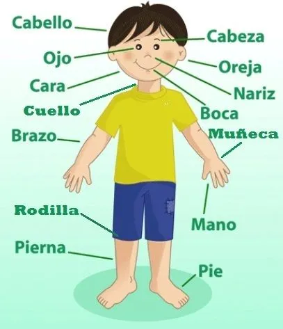 El Cuerpo Humano Para Niños Con Juego Interactivo El Cuerpo Humano Para Niños Con Juego Interactivo
