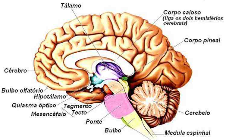 CUERPO HUMANO: MIELENCEFALO Y SUS PARTES