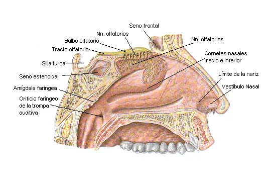 Cuerpo Humano - anatomía y fisionomía humana El Cuerpo Humano - anatomía y fisionomía humana El