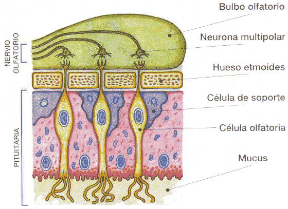 El Cuerpo Humano: olfato