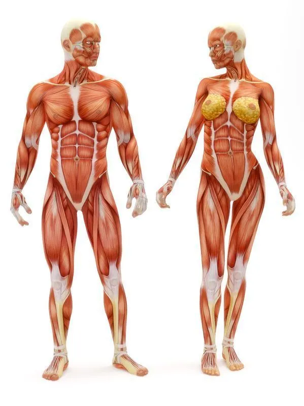 Dr. Alcalá & Asociados. Sistema Muscular Esquelético (S.M.E. ... Dr. Alcalá & Asociados. Sistema Muscular Esquelético (S.M.E. ...