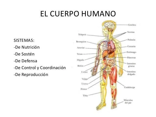 El cuerpo humano osteo artro-muscular