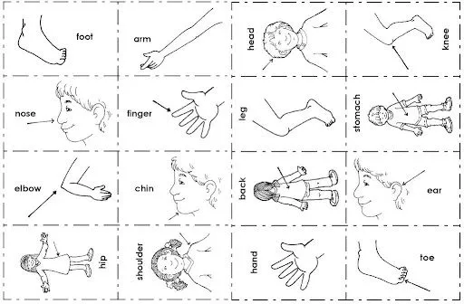 EL CUERPO HUMANO PARTES DEL CUERPO FICHAS PARA NIÑOS INGLES ... EL CUERPO HUMANO PARTES DEL CUERPO FICHAS PARA NIÑOS INGLES ...