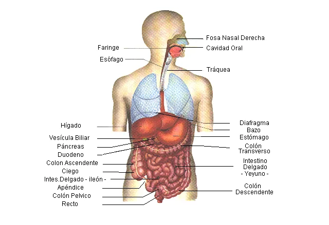 Sus partes y funcionamiento | Anatomía del Cuerpo Humano Sus partes y funcionamiento | Anatomía del Cuerpo Humano