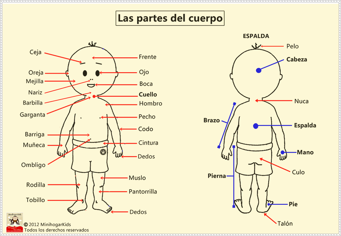 Imágenes de las partes del cuerpo humano en inglés y español - Imagui Imágenes de las partes del cuerpo humano en inglés y español - Imagui