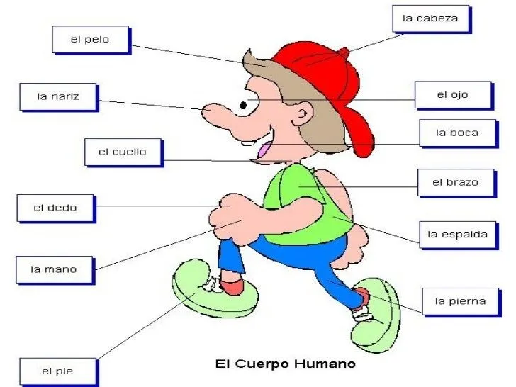 Partes del cuerpo humano en ingles dibujo - Imagui