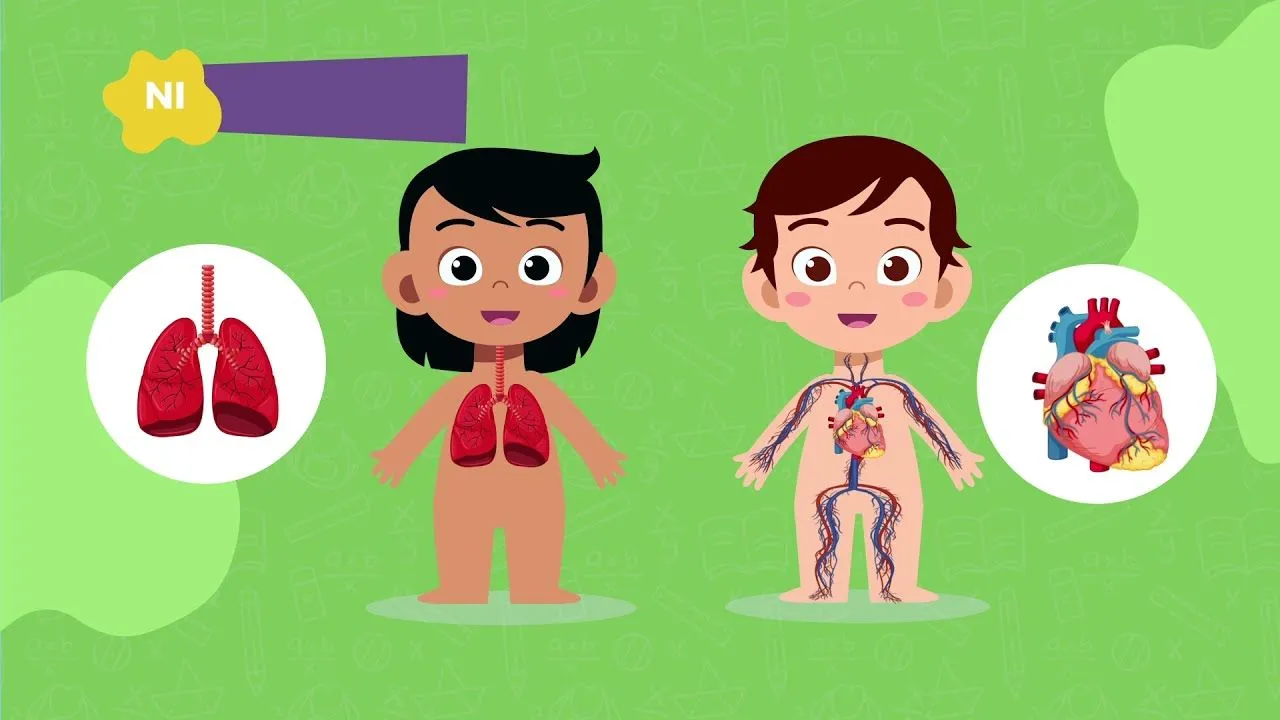 El cuerpo humano - Partes internas y externas - YouTube El cuerpo humano - Partes internas y externas - YouTube