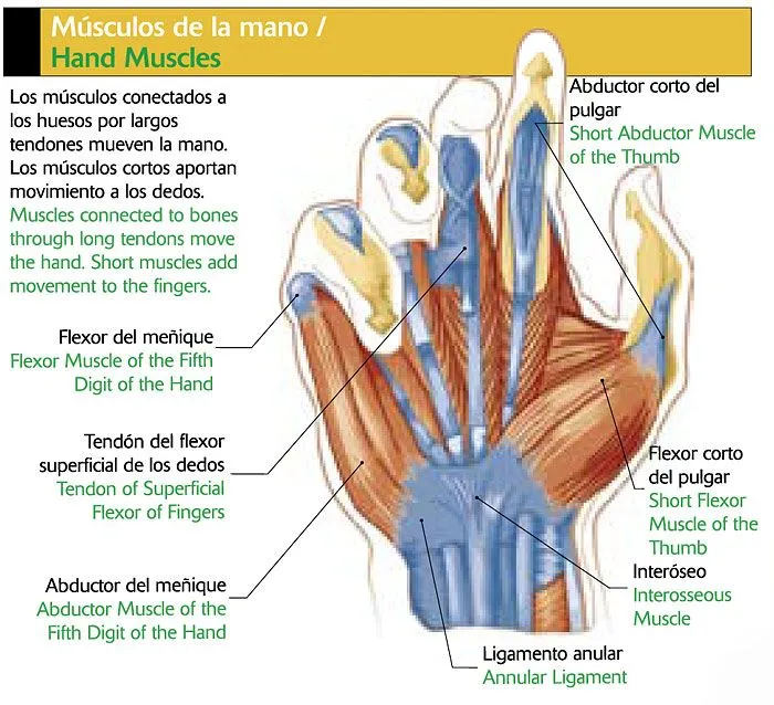 el cuerpo humano y sus partes: MUSCULOS DE LA MANO