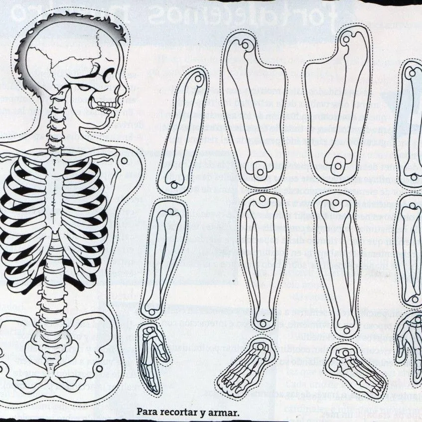 EL CUERPO HUMANO Y PARTES DEL MISMO - Pictoeduca