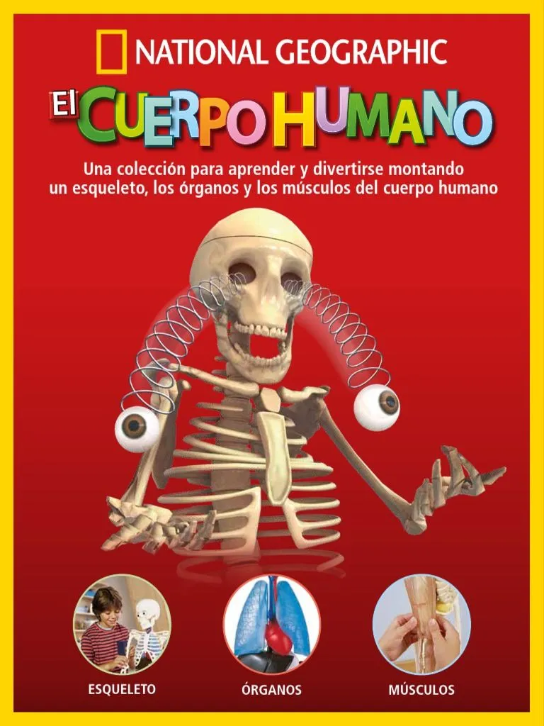 El Cuerpo Humano | PDF | Cuerpo humano | Órgano (anatomía) El Cuerpo Humano | PDF | Cuerpo humano | Órgano (anatomía)