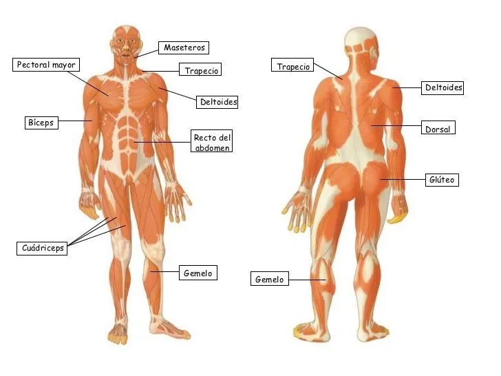 EL CUERPO HUMANO Y LOS SENTIDOS