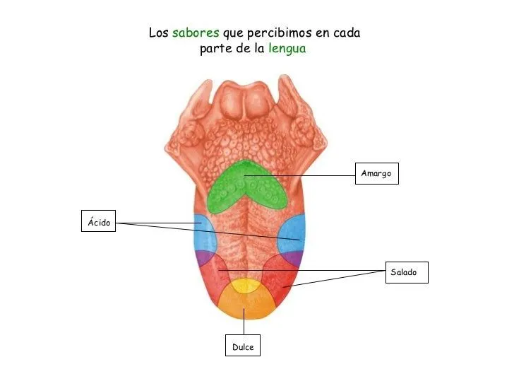 EL CUERPO HUMANO Y LOS SENTIDOS